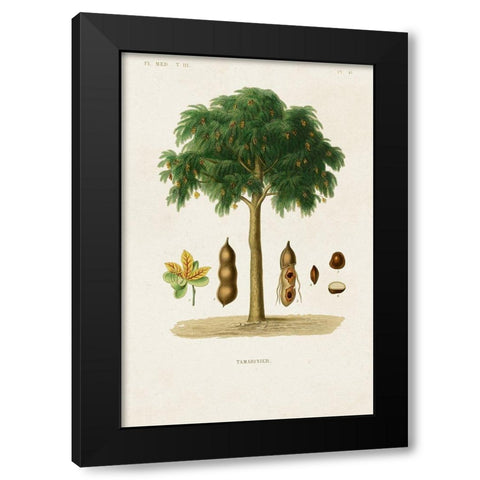 Antique Tree with Fruit IX Black Modern Wood Framed Art Print by Unknown