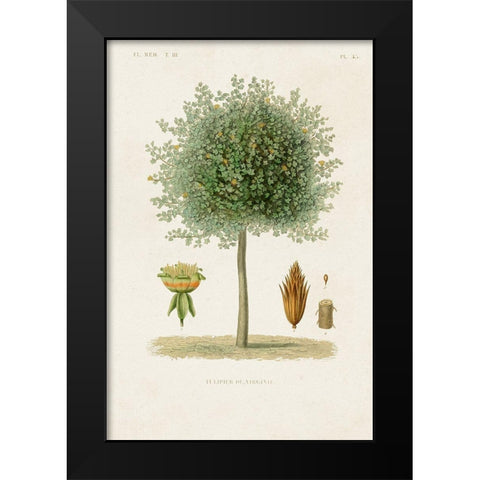 Antique Tree with Fruit X Black Modern Wood Framed Art Print by Unknown