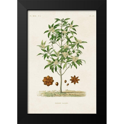 Antique Tree with Fruit XI Black Modern Wood Framed Art Print by Unknown