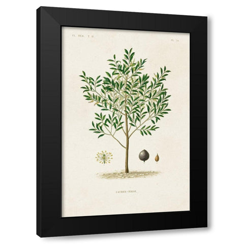 Antique Tree with Fruit XII Black Modern Wood Framed Art Print with Double Matting by Unknown