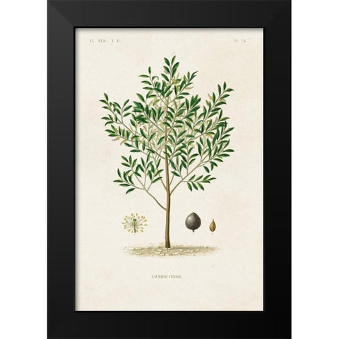 Antique Tree with Fruit XII Black Modern Wood Framed Art Print by Unknown