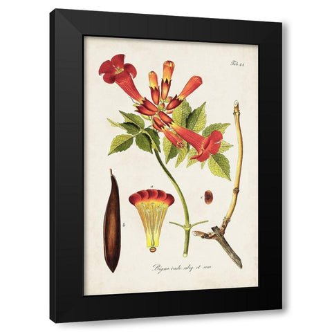Tropical Trumpet Flowers I Black Modern Wood Framed Art Print by Unknown