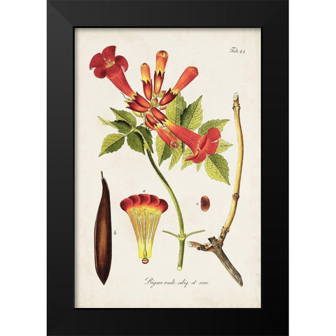 Tropical Trumpet Flowers I Black Modern Wood Framed Art Print by Unknown