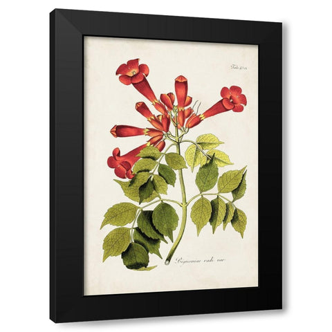 Tropical Trumpet Flowers II Black Modern Wood Framed Art Print by Unknown