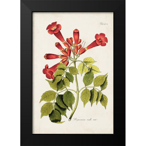 Tropical Trumpet Flowers II Black Modern Wood Framed Art Print by Unknown
