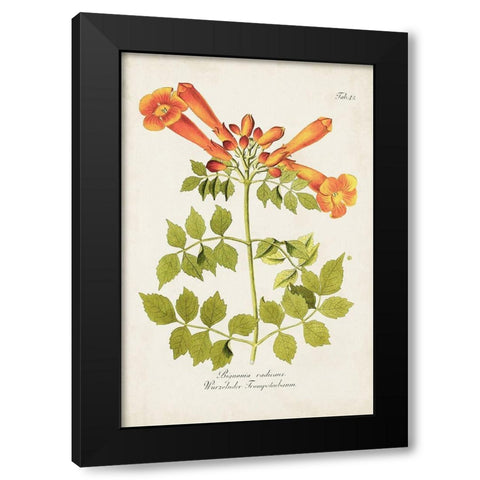 Tropical Trumpet Flowers III Black Modern Wood Framed Art Print with Double Matting by Unknown