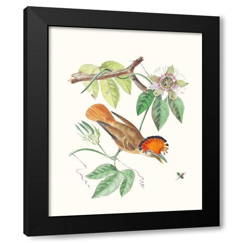 Cuvier Bird And Habitat I Black Modern Wood Framed Art Print with Double Matting by Cuvier, Georges
