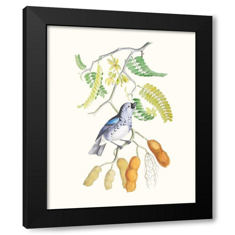 Cuvier Bird And Habitat II Black Modern Wood Framed Art Print by Cuvier, Georges