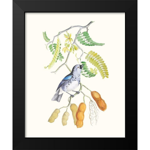 Cuvier Bird And Habitat II Black Modern Wood Framed Art Print by Cuvier, Georges