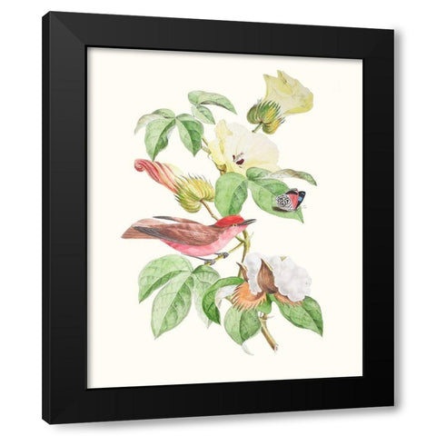 Cuvier Bird And Habitat III Black Modern Wood Framed Art Print with Double Matting by Cuvier, Georges