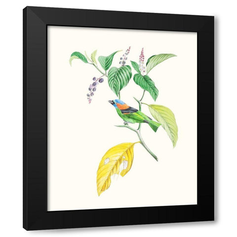 Cuvier Bird And Habitat IV Black Modern Wood Framed Art Print with Double Matting by Cuvier, Georges