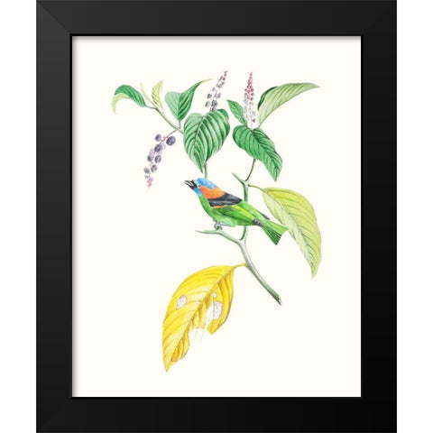 Cuvier Bird And Habitat IV Black Modern Wood Framed Art Print by Cuvier, Georges
