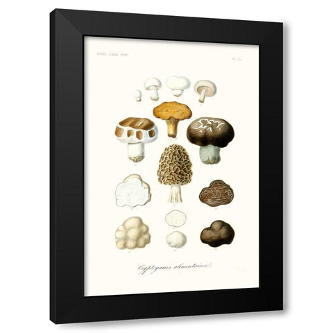 Fruit And Vegetable Varieties IV Black Modern Wood Framed Art Print with Double Matting by Unknown