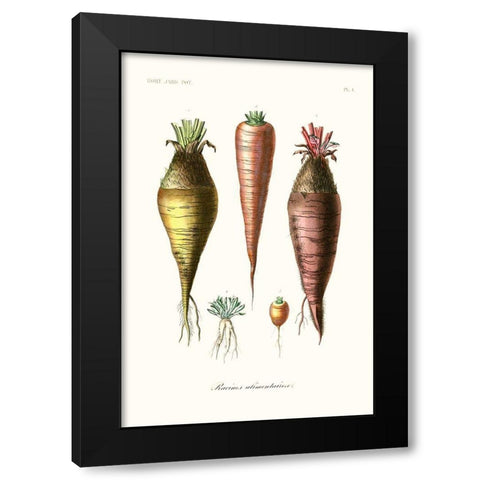 Fruit And Vegetable Varieties VI Black Modern Wood Framed Art Print by Unknown