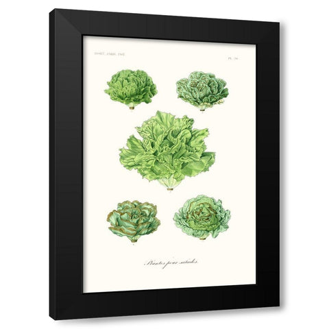 Fruit And Vegetable Varieties VII Black Modern Wood Framed Art Print with Double Matting by Unknown