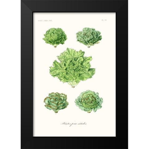 Fruit And Vegetable Varieties VII Black Modern Wood Framed Art Print by Unknown