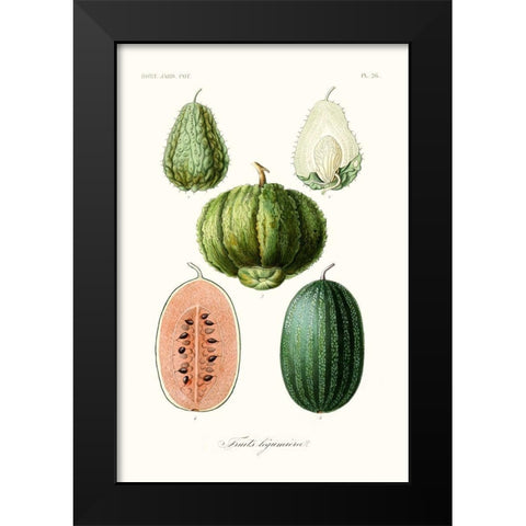 Fruit And Vegetable Varieties VIII Black Modern Wood Framed Art Print by Unknown