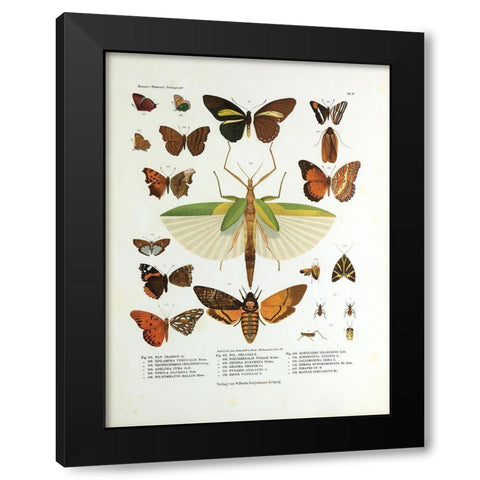 Winged Nature I Black Modern Wood Framed Art Print by Unknown