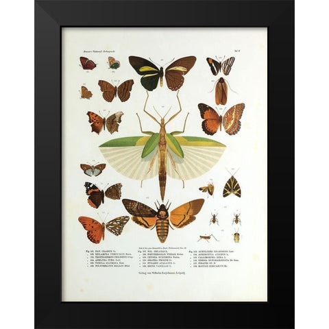 Winged Nature I Black Modern Wood Framed Art Print by Unknown