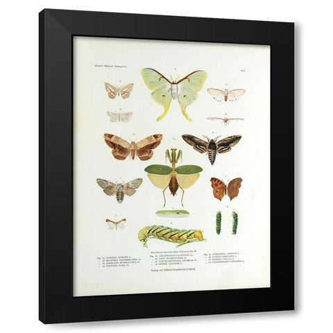 Winged Nature II Black Modern Wood Framed Art Print with Double Matting by Unknown