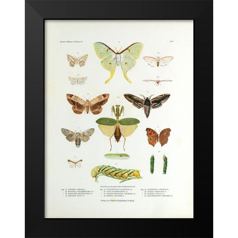 Winged Nature II Black Modern Wood Framed Art Print by Unknown