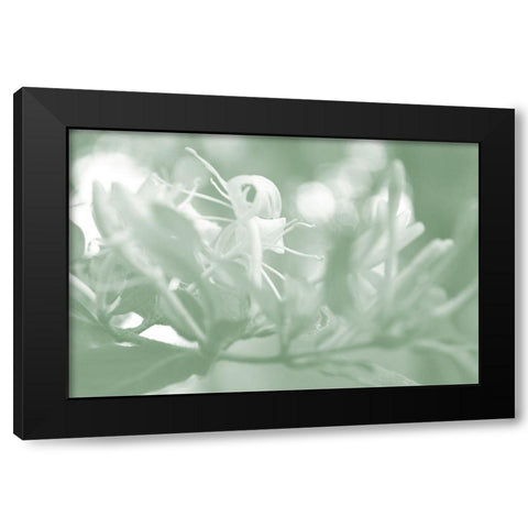 Honeysuckle Summer I Black Modern Wood Framed Art Print with Double Matting by Chandler, Sharon