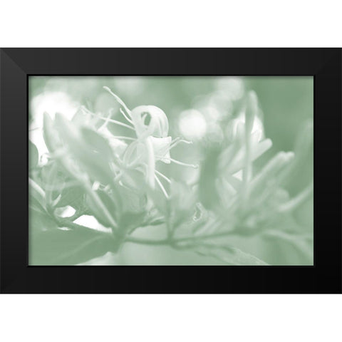 Honeysuckle Summer I Black Modern Wood Framed Art Print by Chandler, Sharon