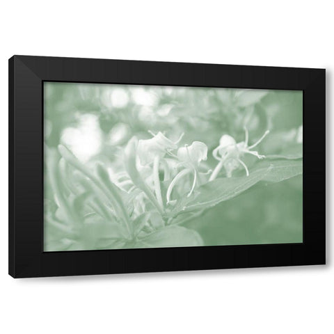 Honeysuckle Summer II Black Modern Wood Framed Art Print with Double Matting by Chandler, Sharon