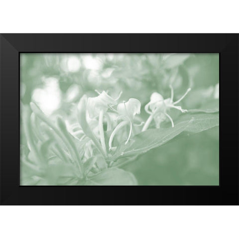 Honeysuckle Summer II Black Modern Wood Framed Art Print by Chandler, Sharon