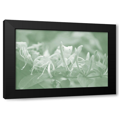 Honeysuckle Summer III Black Modern Wood Framed Art Print by Chandler, Sharon