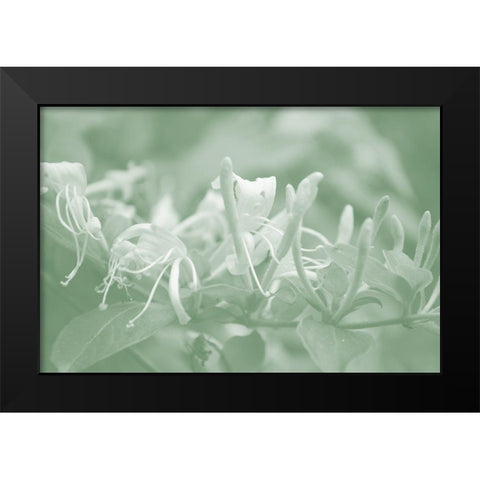 Honeysuckle Summer III Black Modern Wood Framed Art Print by Chandler, Sharon