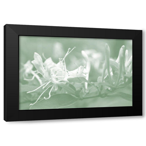 Honeysuckle Summer IV Black Modern Wood Framed Art Print by Chandler, Sharon