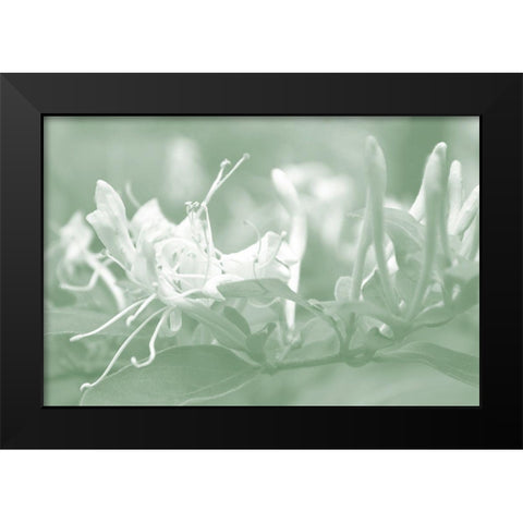 Honeysuckle Summer IV Black Modern Wood Framed Art Print by Chandler, Sharon