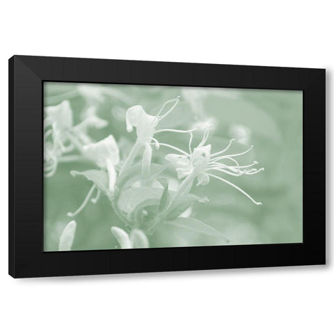 Honeysuckle Summer V Black Modern Wood Framed Art Print with Double Matting by Chandler, Sharon