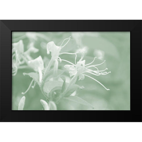 Honeysuckle Summer V Black Modern Wood Framed Art Print by Chandler, Sharon