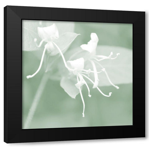 Honeysuckle Summer VI Black Modern Wood Framed Art Print by Chandler, Sharon