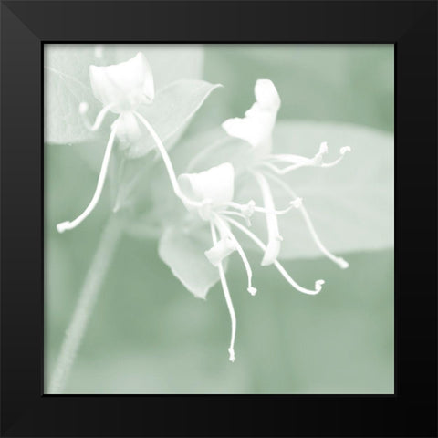 Honeysuckle Summer VI Black Modern Wood Framed Art Print by Chandler, Sharon