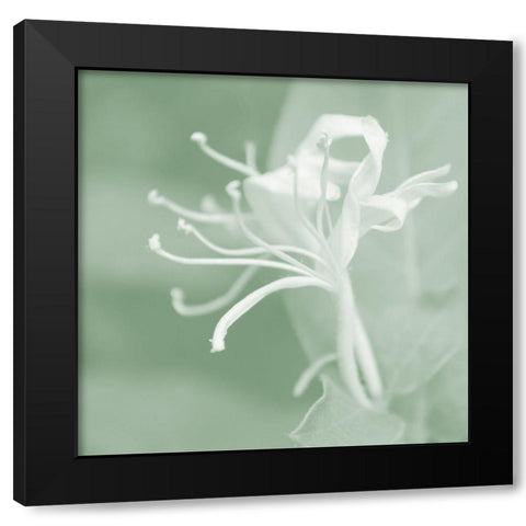Honeysuckle Summer VII Black Modern Wood Framed Art Print by Chandler, Sharon