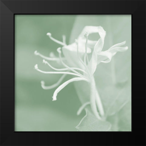 Honeysuckle Summer VII Black Modern Wood Framed Art Print by Chandler, Sharon