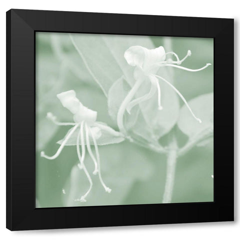 Honeysuckle Summer VIII Black Modern Wood Framed Art Print with Double Matting by Chandler, Sharon