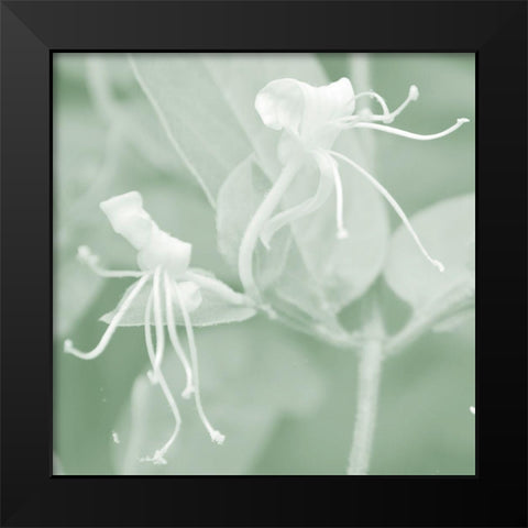 Honeysuckle Summer VIII Black Modern Wood Framed Art Print by Chandler, Sharon