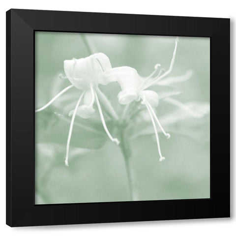 Honeysuckle Summer IX Black Modern Wood Framed Art Print with Double Matting by Chandler, Sharon