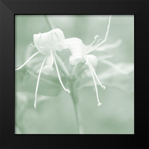 Honeysuckle Summer IX Black Modern Wood Framed Art Print by Chandler, Sharon