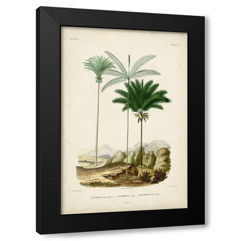 Antique Palm Collection II Black Modern Wood Framed Art Print with Double Matting by DOrbigny, M. Charles