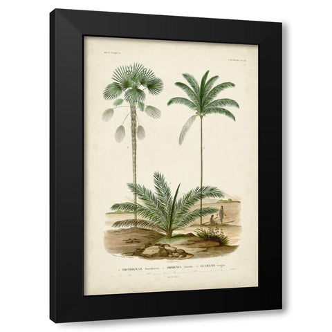 Antique Palm Collection V Black Modern Wood Framed Art Print by DOrbigny, M. Charles