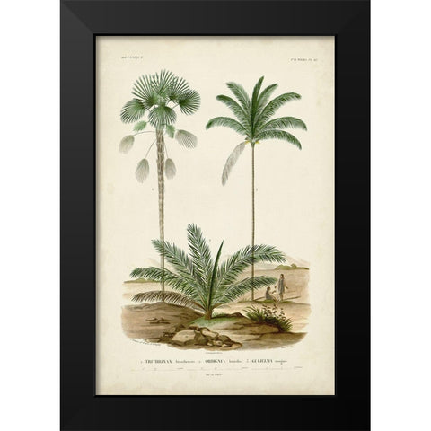 Antique Palm Collection V Black Modern Wood Framed Art Print by DOrbigny, M. Charles