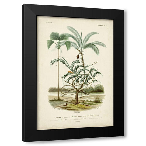 Antique Palm Collection VI Black Modern Wood Framed Art Print with Double Matting by DOrbigny, M. Charles