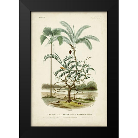 Antique Palm Collection VI Black Modern Wood Framed Art Print by DOrbigny, M. Charles
