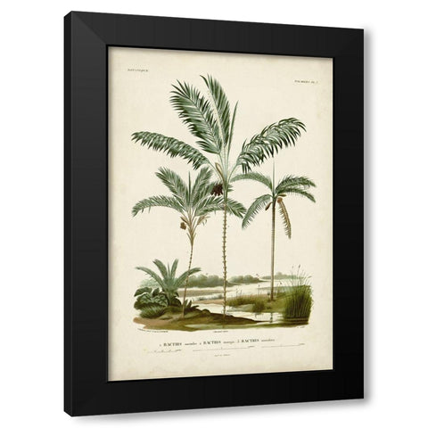 Antique Palm Collection VII Black Modern Wood Framed Art Print with Double Matting by DOrbigny, M. Charles