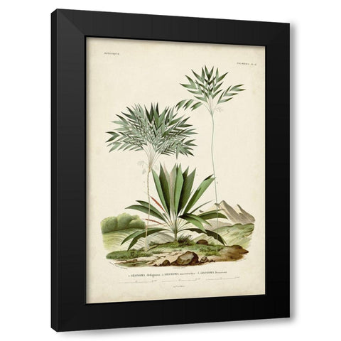 Antique Palm Collection VIII Black Modern Wood Framed Art Print by DOrbigny, M. Charles